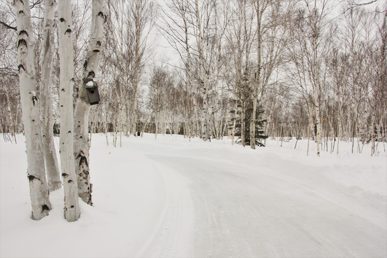 Outdoor ice skating path surrounded by snow and trees