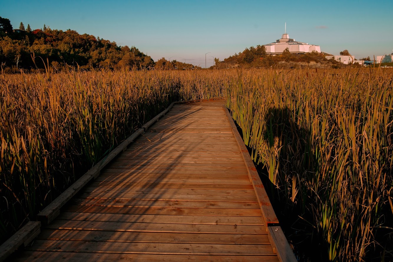 Lily Creek Boardwalk surrounded by tall grass and Science North in background