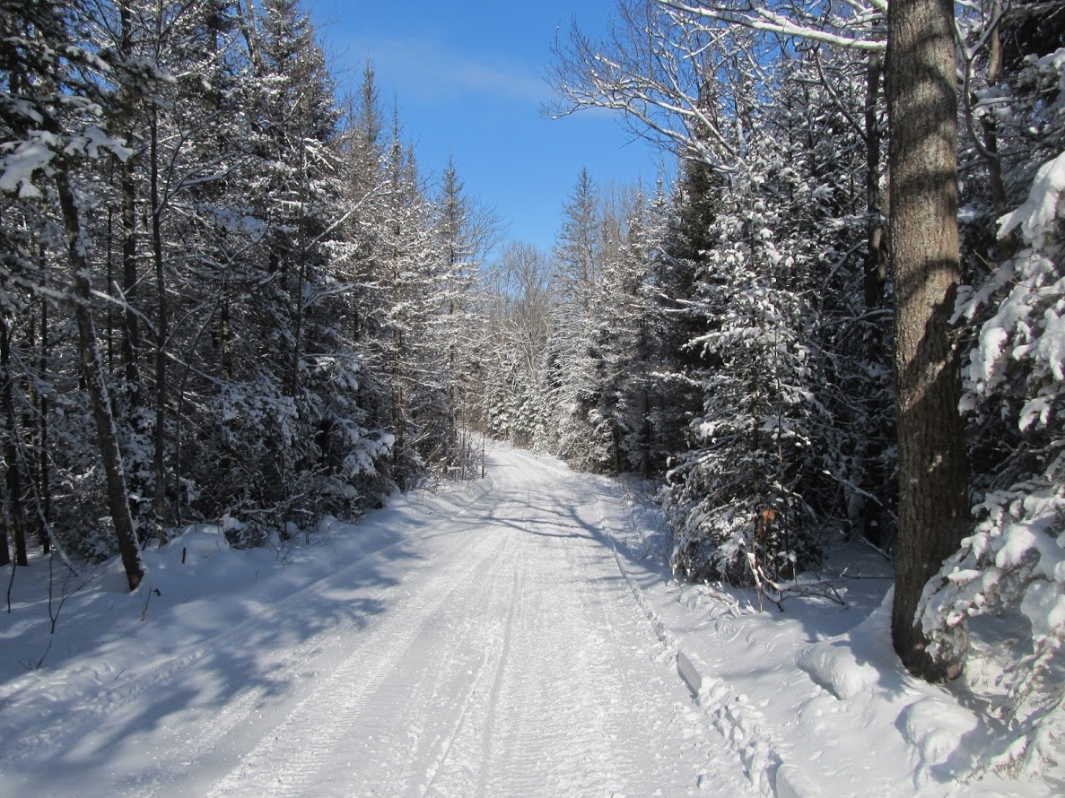 Snowy trail surrounded by pine trees covered in snow